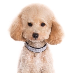 VIP Bling Dog Collar in Many Colors puppy bed,  beds,dog mat, pet mat, puppy mat, fab dog pet sweater, dog swepet clothes, dog clothes, puppy clothes, pet store, dog store, puppy boutique store, dog boutique, pet boutique, puppy boutique, Bloomingtails, dog, small dog clothes, large dog clothes, large dog costumes, small dog costumes, pet stuff, Halloween dog, puppy Halloween, pet Halloween, clothes, dog puppy Halloween, dog sale, pet sale, puppy sale, pet dog tank, pet tank, pet shirt, dog shirt, puppy shirt,puppy tank, I see spot, dog collars, dog leads, pet collar, pet lead,puppy collar, puppy lead, dog toys, pet toys, puppy toy, dog beds, pet beds, puppy bed,  beds,dog mat, pet mat, puppy mat, fab dog pet sweater, dog sweater, dog winter, pet winter,dog raincoat, pet rain