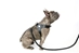 VP Pet Harness in Black - vp-harnessblack