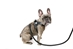 VP Pet Harness in Black - vp-harnessblack