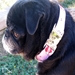 Valentine Dog Collar & Lead Collection - div-val