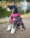 Venture Paw Pull Control Harness in 5 Beautiful Colors - dd-venturepaw