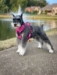 Venture Paw Pull Control Harness in 5 Beautiful Colors - dd-venturepaw