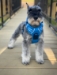 Venture Paw Pull Control Harness in 5 Beautiful Colors - dd-venturepaw