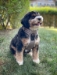 Venture Paw Pull Control Harness in 5 Beautiful Colors - dd-venturepaw