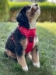 Venture Paw Pull Control Harness in 5 Beautiful Colors - dd-venturepaw