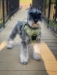 Venture Paw Pull Control Harness in 5 Beautiful Colors - dd-venturepaw
