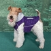 Weekender Dog Sweatshirt - Purple - dd-purple-weekender