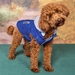 Weekender Dog Sweatshirt - Royal Blue - dd-royal-weekender