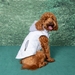 Weekender Dog Sweatshirt - White - dd-white-weekender