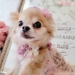 Where Flowers Bloom Hairclip - wf-whereflowershairB-ZHK