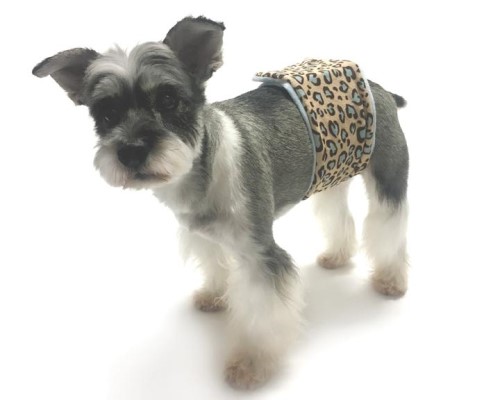 Wild Child Leopard Belly Band  wooflink, susan lanci, dog clothes, small dog clothes, urban pup, pooch outfitters, dogo, hip doggie, doggie design, small dog dress, pet clotes, dog boutique. pet boutique, bloomingtails dog boutique, dog raincoat, dog rain coat, pet raincoat, dog shampoo, pet shampoo, dog bathrobe, pet bathrobe, dog carrier, small dog carrier, doggie couture, pet couture, dog football, dog toys, pet toys, dog clothes sale, pet clothes sale, shop local, pet store, dog store, dog chews, pet chews, worthy dog, dog bandana, pet bandana, dog halloween, pet halloween, dog holiday, pet holiday, dog teepee, custom dog clothes, pet pjs, dog pjs, pet pajamas, dog pajamas,dog sweater, pet sweater, dog hat, fabdog, fab dog, dog puffer coat, dog winter jacket, dog col