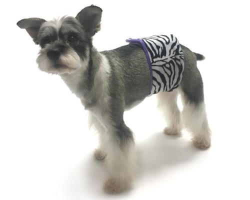 Wild Child Zebra Belly Band  wooflink, susan lanci, dog clothes, small dog clothes, urban pup, pooch outfitters, dogo, hip doggie, doggie design, small dog dress, pet clotes, dog boutique. pet boutique, bloomingtails dog boutique, dog raincoat, dog rain coat, pet raincoat, dog shampoo, pet shampoo, dog bathrobe, pet bathrobe, dog carrier, small dog carrier, doggie couture, pet couture, dog football, dog toys, pet toys, dog clothes sale, pet clothes sale, shop local, pet store, dog store, dog chews, pet chews, worthy dog, dog bandana, pet bandana, dog halloween, pet halloween, dog holiday, pet holiday, dog teepee, custom dog clothes, pet pjs, dog pjs, pet pajamas, dog pajamas,dog sweater, pet sweater, dog hat, fabdog, fab dog, dog puffer coat, dog winter jacket, dog col