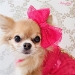 Cheer Me Up Dog Bow - wf-cheermeupB-R2Y