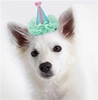 Party Hats - Clip-on wooflink, susan lanci, dog clothes, small dog clothes, urban pup, pooch outfitters, dogo, hip doggie, doggie design, small dog dress, pet clotes, dog boutique. pet boutique, bloomingtails dog boutique, dog raincoat, dog rain coat, pet raincoat, dog shampoo, pet shampoo, dog bathrobe, pet bathrobe, dog carrier, small dog carrier, doggie couture, pet couture, dog football, dog toys, pet toys, dog clothes sale, pet clothes sale, shop local, pet store, dog store, dog chews, pet chews, worthy dog, dog bandana, pet bandana, dog halloween, pet halloween, dog holiday, pet holiday, dog teepee, custom dog clothes, pet pjs, dog pjs, pet pajamas, dog pajamas,dog sweater, pet sweater, dog hat, fabdog, fab dog, dog puffer coat, dog winter jacket, dog col