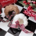 Teddy Bear Hood - wf-teddybearhoodie
