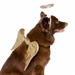 Angel Dog Costume - pk-angelA-TGT