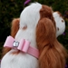 Susan Lanci 5/8 Inch Big Bow Dog Collar in Many Colors - suslan-big58