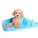 Blanket Bed in Blue or Pink - dogo-blanket