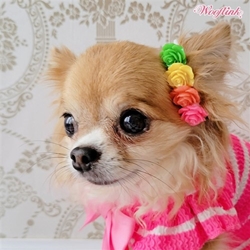 Cute Little Roses Dog Hairbow by Wooflink Roxy & Lulu, wooflink, susan lanci, dog clothes, small dog clothes, urban pup, pooch outfitters, dogo, hip doggie, doggie design, small dog dress, pet clotes, dog boutique. pet boutique, bloomingtails dog boutique, dog raincoat, dog rain coat, pet raincoat, dog shampoo, pet shampoo, dog bathrobe, pet bathrobe, dog carrier, small dog carrier, doggie couture, pet couture, dog football, dog toys, pet toys, dog clothes sale, pet clothes sale, shop local, pet store, dog store, dog chews, pet chews, worthy dog, dog bandana, pet bandana, dog halloween, pet halloween, dog holiday, pet holiday, dog teepee, custom dog clothes, pet pjs, dog pjs, pet pajamas, dog pajamas,dog sweater, pet sweater, dog hat, fabdog, fab dog, dog puffer coat, dog winter ja