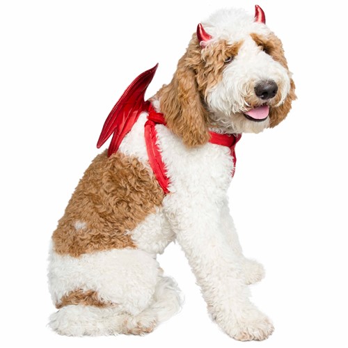 Devil Pet Costume Roxy & Lulu, wooflink, susan lanci, dog clothes, small dog clothes, urban pup, pooch outfitters, dogo, hip doggie, doggie design, small dog dress, pet clotes, dog boutique. pet boutique, bloomingtails dog boutique, dog raincoat, dog rain coat, pet raincoat, dog shampoo, pet shampoo, dog bathrobe, pet bathrobe, dog carrier, small dog carrier, doggie couture, pet couture, dog football, dog toys, pet toys, dog clothes sale, pet clothes sale, shop local, pet store, dog store, dog chews, pet chews, worthy dog, dog bandana, pet bandana, dog halloween, pet halloween, dog holiday, pet holiday, dog teepee, custom dog clothes, pet pjs, dog pjs, pet pajamas, dog pajamas,dog sweater, pet sweater, dog hat, fabdog, fab dog, dog puffer coat, dog winter ja