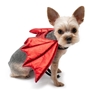 Dragon Wings wooflink, susan lanci, dog clothes, small dog clothes, urban pup, pooch outfitters, dogo, hip doggie, doggie design, small dog dress, pet clotes, dog boutique. pet boutique, bloomingtails dog boutique, dog raincoat, dog rain coat, pet raincoat, dog shampoo, pet shampoo, dog bathrobe, pet bathrobe, dog carrier, small dog carrier, doggie couture, pet couture, dog football, dog toys, pet toys, dog clothes sale, pet clothes sale, shop local, pet store, dog store, dog chews, pet chews, worthy dog, dog bandana, pet bandana, dog halloween, pet halloween, dog holiday, pet holiday, dog teepee, custom dog clothes, pet pjs, dog pjs, pet pajamas, dog pajamas,dog sweater, pet sweater, dog hat, fabdog, fab dog, dog puffer coat, dog winter jacket, dog col