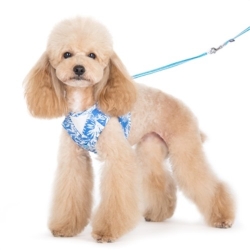 EasyGo Hawaii Harness & Lead  puppy bed,  beds,dog mat, pet mat, puppy mat, fab dog pet sweater, dog swepet clothes, dog clothes, puppy clothes, pet store, dog store, puppy boutique store, dog boutique, pet boutique, puppy boutique, Bloomingtails, dog, small dog clothes, large dog clothes, large dog costumes, small dog costumes, pet stuff, Halloween dog, puppy Halloween, pet Halloween, clothes, dog puppy Halloween, dog sale, pet sale, puppy sale, pet dog tank, pet tank, pet shirt, dog shirt, puppy shirt,puppy tank, I see spot, dog collars, dog leads, pet collar, pet lead,puppy collar, puppy lead, dog toys, pet toys, puppy toy, dog beds, pet beds, puppy bed,  beds,dog mat, pet mat, puppy mat, fab dog pet sweater, dog sweater, dog winter, pet winter,dog raincoat, pet rai