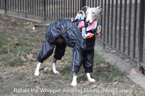 Flashy Suit wooflink, susan lanci, dog clothes, small dog clothes, urban pup, pooch outfitters, dogo, hip doggie, doggie design, small dog dress, pet clotes, dog boutique. pet boutique, bloomingtails dog boutique, dog raincoat, dog rain coat, pet raincoat, dog shampoo, pet shampoo, dog bathrobe, pet bathrobe, dog carrier, small dog carrier, doggie couture, pet couture, dog football, dog toys, pet toys, dog clothes sale, pet clothes sale, shop local, pet store, dog store, dog chews, pet chews, worthy dog, dog bandana, pet bandana, dog halloween, pet halloween, dog holiday, pet holiday, dog teepee, custom dog clothes, pet pjs, dog pjs, pet pajamas, dog pajamas,dog sweater, pet sweater, dog hat, fabdog, fab dog, dog puffer coat, dog winter jacket, dog col