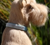 Giltmore Collar by Susan Lanci in 2, 3 or 4 Row Crystal-Lots of Colors wooflink, susan lanci, dog clothes, small dog clothes, urban pup, pooch outfitters, dogo, hip doggie, doggie design, small dog dress, pet clotes, dog boutique. pet boutique, bloomingtails dog boutique, dog raincoat, dog rain coat, pet raincoat, dog shampoo, pet shampoo, dog bathrobe, pet bathrobe, dog carrier, small dog carrier, doggie couture, pet couture, dog football, dog toys, pet toys, dog clothes sale, pet clothes sale, shop local, pet store, dog store, dog chews, pet chews, worthy dog, dog bandana, pet bandana, dog halloween, pet halloween, dog holiday, pet holiday, dog teepee, custom dog clothes, pet pjs, dog pjs, pet pajamas, dog pajamas,dog sweater, pet sweater, dog hat, fabdog, fab dog, dog puffer coat, dog winter jacket, dog col