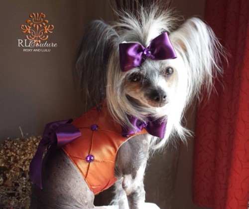 Honey Berry Couture Harness wooflink, susan lanci, dog clothes, small dog clothes, urban pup, pooch outfitters, dogo, hip doggie, doggie design, small dog dress, pet clotes, dog boutique. pet boutique, bloomingtails dog boutique, dog raincoat, dog rain coat, pet raincoat, dog shampoo, pet shampoo, dog bathrobe, pet bathrobe, dog carrier, small dog carrier, doggie couture, pet couture, dog football, dog toys, pet toys, dog clothes sale, pet clothes sale, shop local, pet store, dog store, dog chews, pet chews, worthy dog, dog bandana, pet bandana, dog halloween, pet halloween, dog holiday, pet holiday, dog teepee, custom dog clothes, pet pjs, dog pjs, pet pajamas, dog pajamas,dog sweater, pet sweater, dog hat, fabdog, fab dog, dog puffer coat, dog winter jacket, dog col