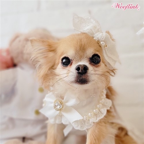 Tres Beau Neck Collar by Wooflink tres beau neck collar, pet neck collar, dog neck collar, wooflink, tres beau, blanket, dog blanket, pet blanket, hello doggie, bloomingtails dog boutique, pet store, dog store, pet sale, dog sale, new pet items, new pet designs, doggie couture, pet couture, pet stuff, sale, clearance, 2023 new designs dogs, dogs, obsidian blanket, pet boutique