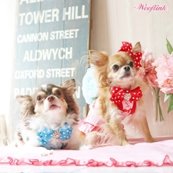 Polka Polka Hair Bows by Wooflink Roxy & Lulu, wooflink, susan lanci, dog clothes, small dog clothes, urban pup, pooch outfitters, dogo, hip doggie, doggie design, small dog dress, pet clotes, dog boutique. pet boutique, bloomingtails dog boutique, dog raincoat, dog rain coat, pet raincoat, dog shampoo, pet shampoo, dog bathrobe, pet bathrobe, dog carrier, small dog carrier, doggie couture, pet couture, dog football, dog toys, pet toys, dog clothes sale, pet clothes sale, shop local, pet store, dog store, dog chews, pet chews, worthy dog, dog bandana, pet bandana, dog halloween, pet halloween, dog holiday, pet holiday, dog teepee, custom dog clothes, pet pjs, dog pjs, pet pajamas, dog pajamas,dog sweater, pet sweater, dog hat, fabdog, fab dog, dog puffer coat, dog winter ja
