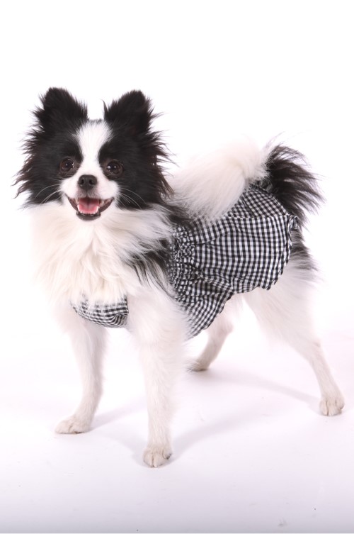 Sophia Dress wooflink, susan lanci, dog clothes, small dog clothes, urban pup, pooch outfitters, dogo, hip doggie, doggie design, small dog dress, pet clotes, dog boutique. pet boutique, bloomingtails dog boutique, dog raincoat, dog rain coat, pet raincoat, dog shampoo, pet shampoo, dog bathrobe, pet bathrobe, dog carrier, small dog carrier, doggie couture, pet couture, dog football, dog toys, pet toys, dog clothes sale, pet clothes sale, shop local, pet store, dog store, dog chews, pet chews, worthy dog, dog bandana, pet bandana, dog halloween, pet halloween, dog holiday, pet holiday, dog teepee, custom dog clothes, pet pjs, dog pjs, pet pajamas, dog pajamas,dog sweater, pet sweater, dog hat, fabdog, fab dog, dog puffer coat, dog winter jacket, dog col