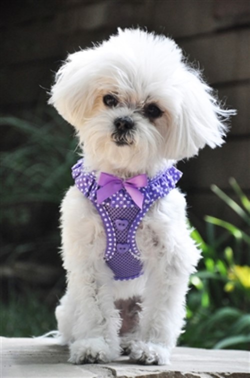 Polka Dot Ruffle American River Harness in 6 Sweet Colors dog bowls,susan lanci, puppia,wooflink, luxury dog boutique,tonimari,pet clothes, dog clothes, puppy clothes, pet store, dog store, puppy boutique store, dog boutique, pet boutique, puppy boutique, Bloomingtails, dog, small dog clothes, large dog clothes, large dog costumes, small dog costumes, pet stuff, Halloween dog, puppy Halloween, pet Halloween, clothes, dog puppy Halloween, dog sale, pet sale, puppy sale, pet dog tank, pet tank, pet shirt, dog shirt, puppy shirt,puppy tank, I see spot, dog collars, dog leads, pet collar, pet lead,puppy collar, puppy lead, dog toys, pet toys, puppy toy, dog beds, pet beds, puppy bed,  beds,dog mat, pet mat, puppy mat, fab dog pet sweater, dog sweater, dog winter, pet winter,dog raincoat, pet raincoat,