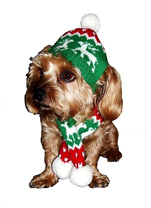 Reindeer Hat/Scarf Roxy & Lulu, wooflink, susan lanci, dog clothes, small dog clothes, urban pup, pooch outfitters, dogo, hip doggie, doggie design, small dog dress, pet clotes, dog boutique. pet boutique, bloomingtails dog boutique, dog raincoat, dog rain coat, pet raincoat, dog shampoo, pet shampoo, dog bathrobe, pet bathrobe, dog carrier, small dog carrier, doggie couture, pet couture, dog football, dog toys, pet toys, dog clothes sale, pet clothes sale, shop local, pet store, dog store, dog chews, pet chews, worthy dog, dog bandana, pet bandana, dog halloween, pet halloween, dog holiday, pet holiday, dog teepee, custom dog clothes, pet pjs, dog pjs, pet pajamas, dog pajamas,dog sweater, pet sweater, dog hat, fabdog, fab dog, dog puffer coat, dog winter ja